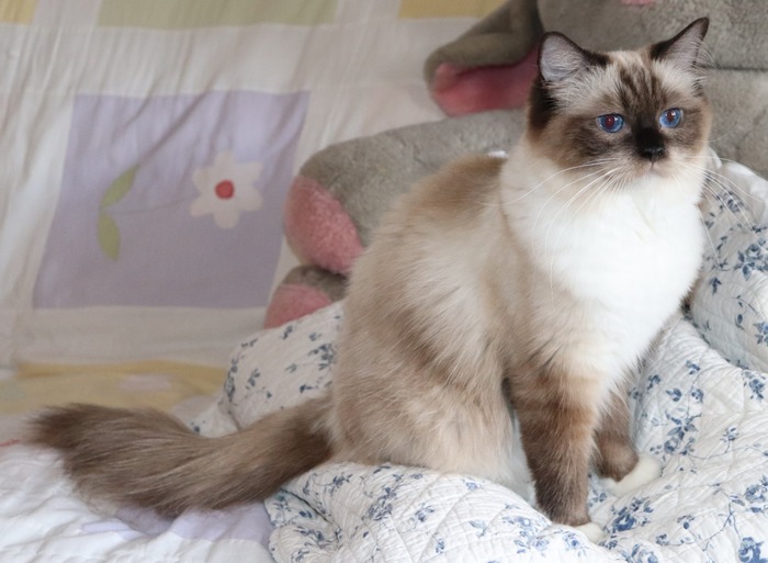 Le Ragdoll :: Chatterie de Fjordland